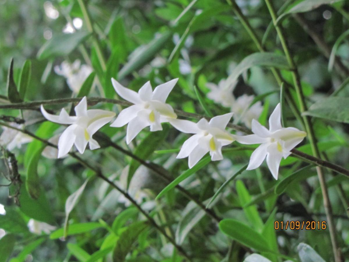 Batu Kapal Guest House & Jungle Trekking บูกิตลาวัง ภายนอก รูปภาพ