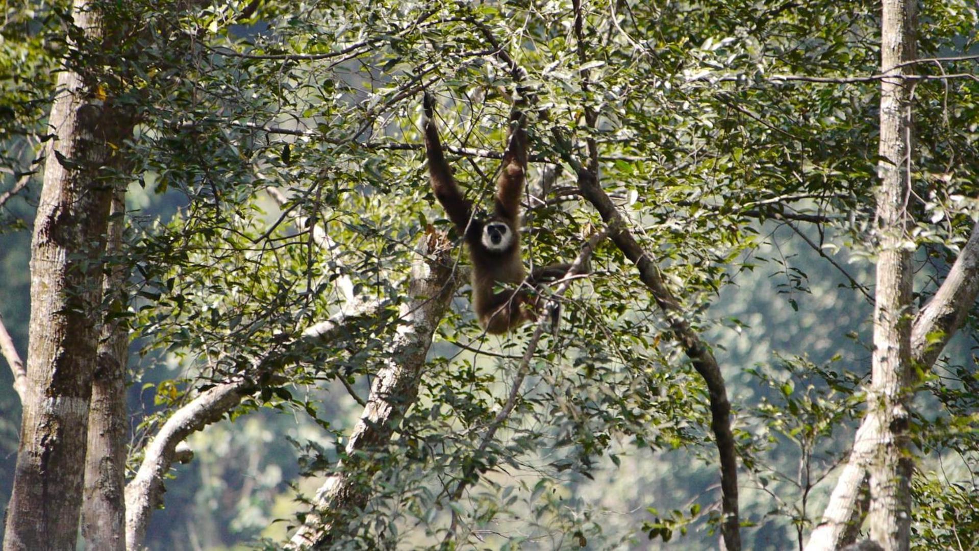 Batu Kapal Guest House & Jungle Trekking บูกิตลาวัง ภายนอก รูปภาพ