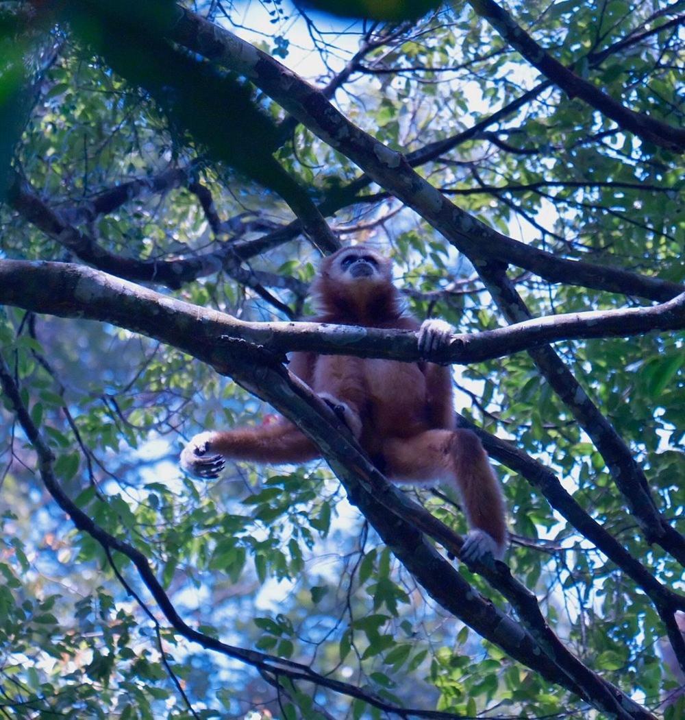 Batu Kapal Guest House & Jungle Trekking บูกิตลาวัง ภายนอก รูปภาพ