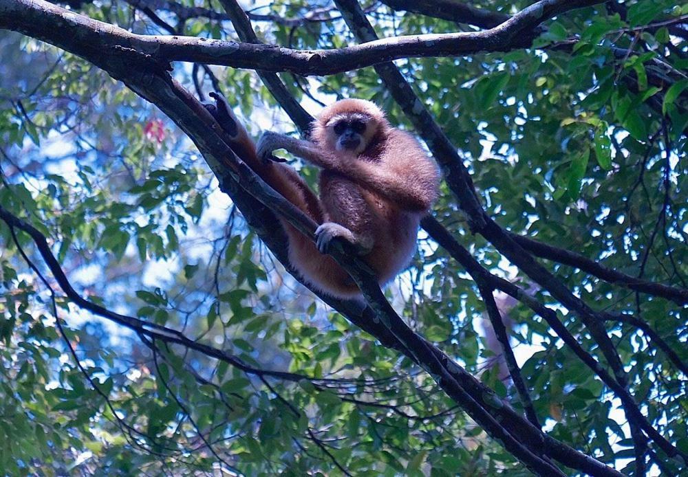 Batu Kapal Guest House & Jungle Trekking บูกิตลาวัง ภายนอก รูปภาพ