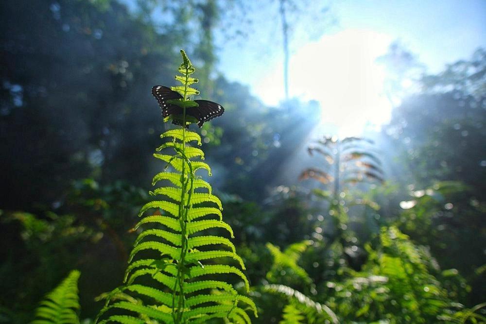Batu Kapal Guest House & Jungle Trekking บูกิตลาวัง ภายนอก รูปภาพ