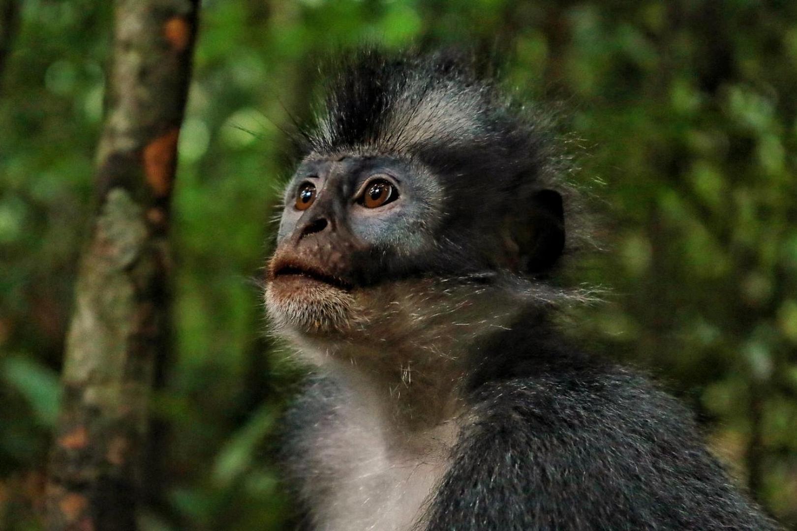 Batu Kapal Guest House & Jungle Trekking บูกิตลาวัง ภายนอก รูปภาพ