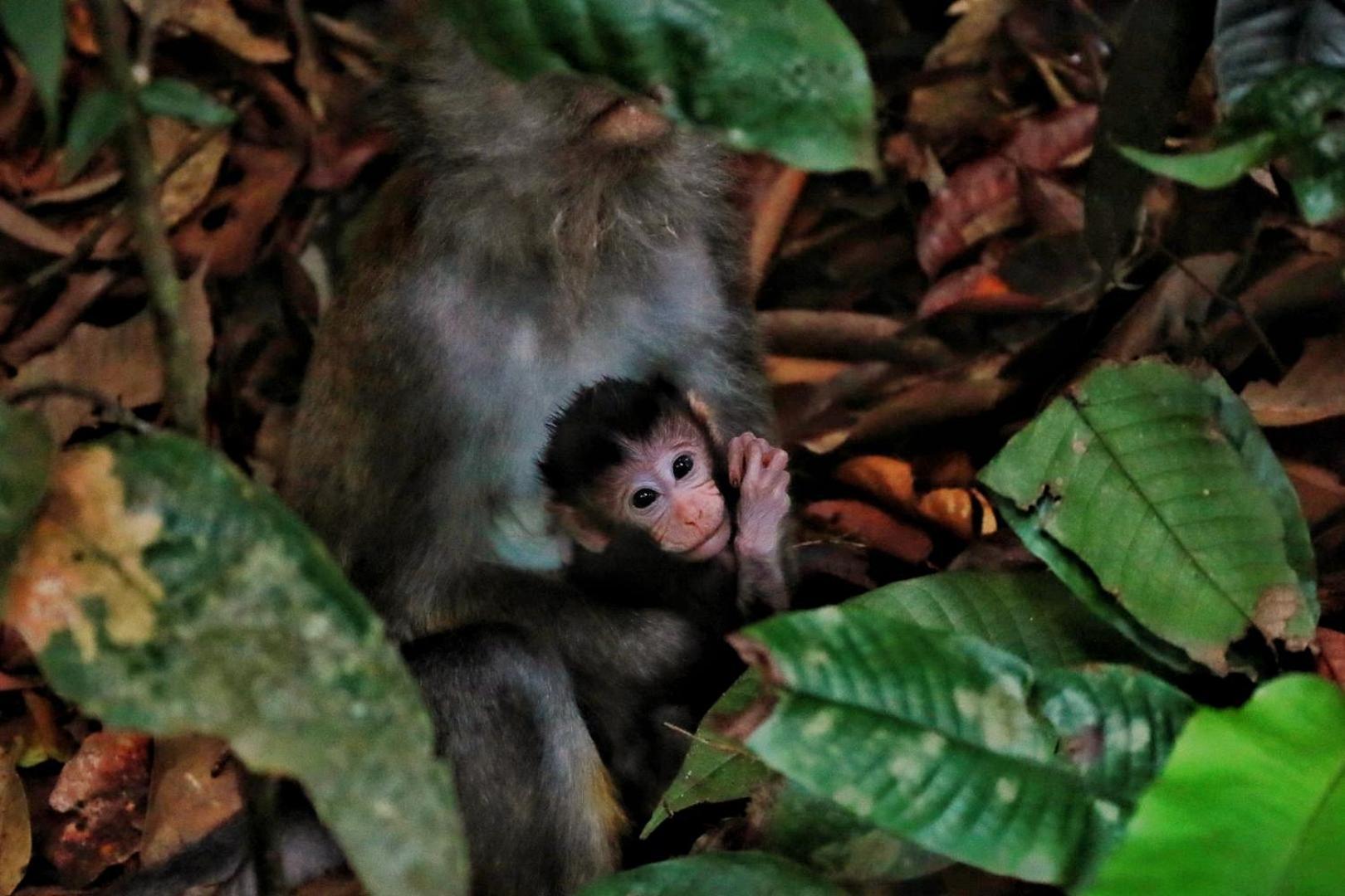 Batu Kapal Guest House & Jungle Trekking บูกิตลาวัง ภายนอก รูปภาพ
