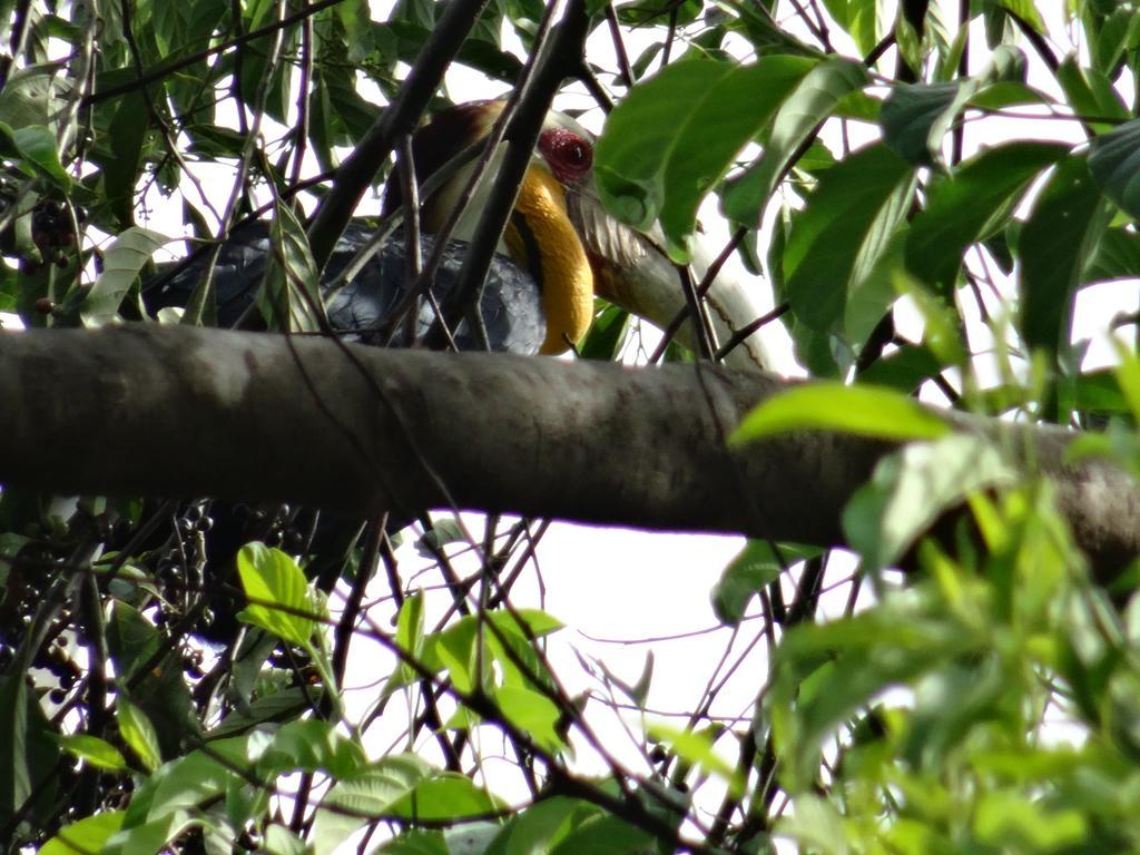 Batu Kapal Guest House & Jungle Trekking บูกิตลาวัง ภายนอก รูปภาพ