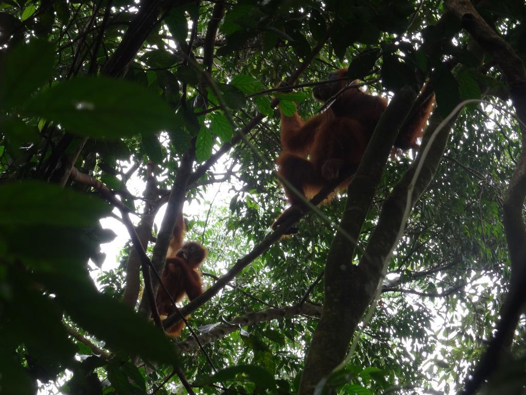 Batu Kapal Guest House & Jungle Trekking บูกิตลาวัง ภายนอก รูปภาพ